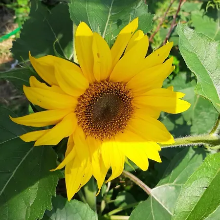 度假居 La Maison De Joanna 2 *