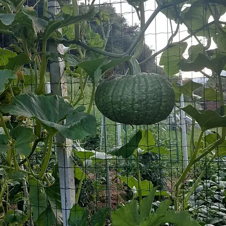 La Maison De Joanna 2 夏特林