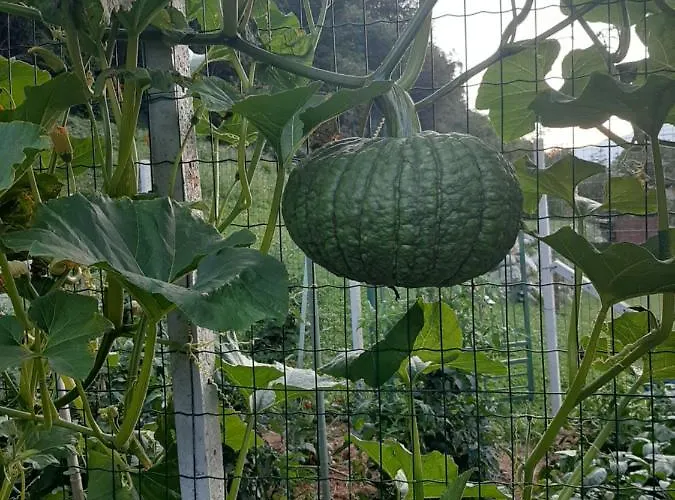 La Maison De Joanna 2 夏特林